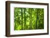 Asian Bamboo Forest with Morning Sunlight.-szefei-Framed Photographic Print