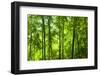 Asian Bamboo Forest with Morning Sunlight.-szefei-Framed Photographic Print