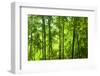 Asian Bamboo Forest with Morning Sunlight.-szefei-Framed Photographic Print