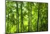 Asian Bamboo Forest with Morning Sunlight.-szefei-Mounted Photographic Print