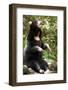 Asian Black Bear.-topten22photo-Framed Photographic Print