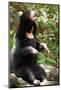 Asian Black Bear.-topten22photo-Mounted Photographic Print