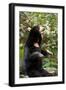 Asian Black Bear.-topten22photo-Framed Photographic Print