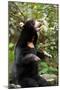 Asian Black Bear.-topten22photo-Mounted Photographic Print