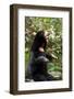 Asian Black Bear.-topten22photo-Framed Photographic Print