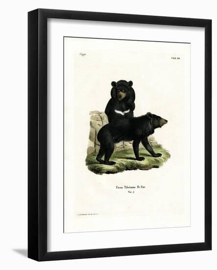 Asian Black Bear-null-Framed Giclee Print