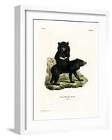 Asian Black Bear-null-Framed Giclee Print