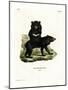 Asian Black Bear-null-Mounted Giclee Print