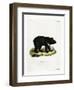 Asian Black Bear-null-Framed Giclee Print