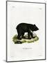 Asian Black Bear-null-Mounted Giclee Print