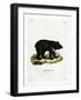 Asian Black Bear-null-Framed Giclee Print