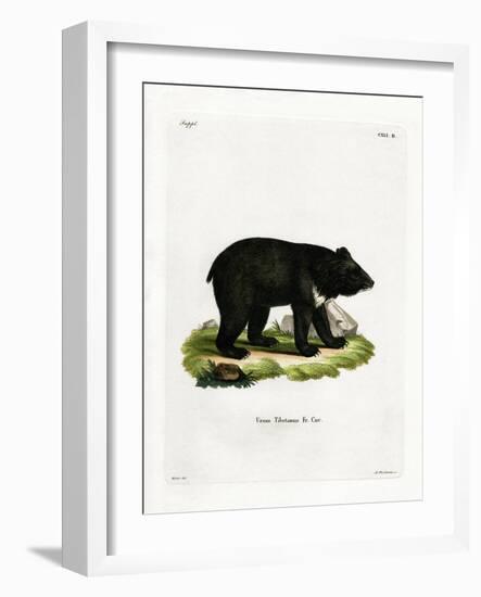 Asian Black Bear-null-Framed Giclee Print