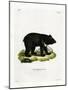 Asian Black Bear-null-Mounted Giclee Print