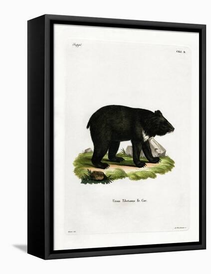 Asian Black Bear-null-Framed Stretched Canvas