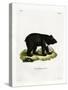 Asian Black Bear-null-Stretched Canvas