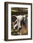 Asian Cows-David Ionut-Framed Photographic Print