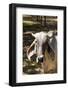 Asian Cows-David Ionut-Framed Photographic Print