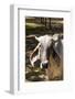 Asian Cows-David Ionut-Framed Photographic Print