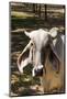 Asian Cows-David Ionut-Mounted Photographic Print