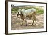 Asian Cows-David Ionut-Framed Photographic Print