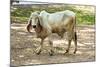 Asian Cows-David Ionut-Mounted Photographic Print