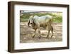 Asian Cows-David Ionut-Framed Photographic Print