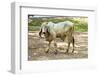 Asian Cows-David Ionut-Framed Photographic Print