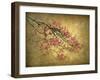 Asian Dogwood-Jessica Jenney-Framed Giclee Print