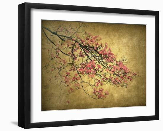 Asian Dogwood-Jessica Jenney-Framed Giclee Print