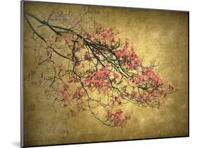 Asian Dogwood-Jessica Jenney-Mounted Giclee Print