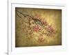 Asian Dogwood-Jessica Jenney-Framed Giclee Print