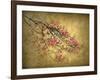 Asian Dogwood-Jessica Jenney-Framed Giclee Print