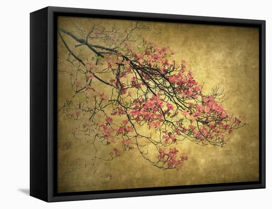 Asian Dogwood-Jessica Jenney-Framed Stretched Canvas