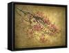 Asian Dogwood-Jessica Jenney-Framed Stretched Canvas