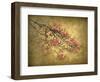 Asian Dogwood-Jessica Jenney-Framed Giclee Print