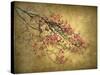 Asian Dogwood-Jessica Jenney-Stretched Canvas