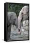 Asian Elephant 2 Animals with Trunks Entwined-null-Framed Stretched Canvas