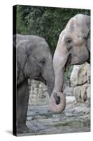 Asian Elephant 2 Animals with Trunks Entwined-null-Stretched Canvas