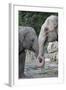 Asian Elephant 2 Animals with Trunks Entwined-null-Framed Photographic Print