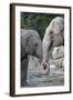 Asian Elephant 2 Animals with Trunks Entwined-null-Framed Photographic Print