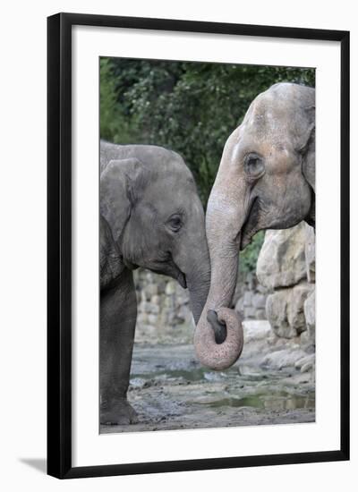 Asian Elephant 2 Animals with Trunks Entwined-null-Framed Photographic Print