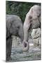 Asian Elephant 2 Animals with Trunks Entwined-null-Mounted Photographic Print