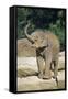 Asian Elephant Baby Animal Trumpeting-null-Framed Stretched Canvas