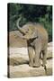 Asian Elephant Baby Animal Trumpeting-null-Stretched Canvas