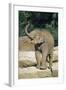 Asian Elephant Baby Animal Trumpeting-null-Framed Photographic Print