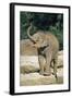 Asian Elephant Baby Animal Trumpeting-null-Framed Photographic Print