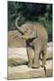 Asian Elephant Baby Animal Trumpeting-null-Mounted Photographic Print