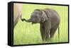 Asian Elephant Calf Playing with Mother's Tail-null-Framed Stretched Canvas