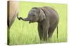 Asian Elephant Calf Playing with Mother's Tail-null-Stretched Canvas