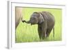 Asian Elephant Calf Playing with Mother's Tail-null-Framed Photographic Print